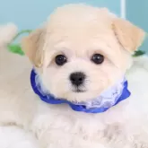 マルプー(マルチーズ×トイプードル)【東京都・女の子・2025年5月16日・アプリコット】の写真1