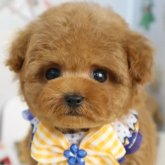 トイプードル(ティーカップ)