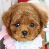 ティーカッププードル