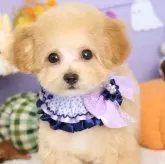 マルプー(マルチーズ×トイプードル)【東京都・男の子・2025年7月20日・アプリコット】の写真1