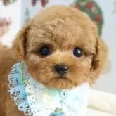 タイニープードル