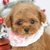 ティーカッププードル【東京都・女の子・2025年9月14日・レッド】の写真1