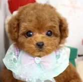 タイニープードル