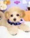 マルプー(マルチーズ×トイプードル)【東京都・男の子・2025年7月20日・アプリコット】の写真2