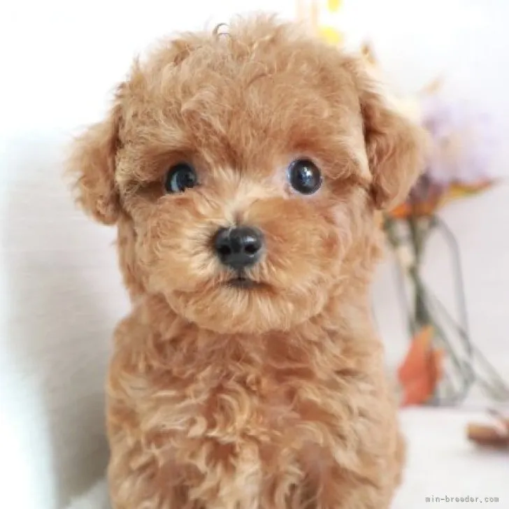 ID:2309-04459の子犬