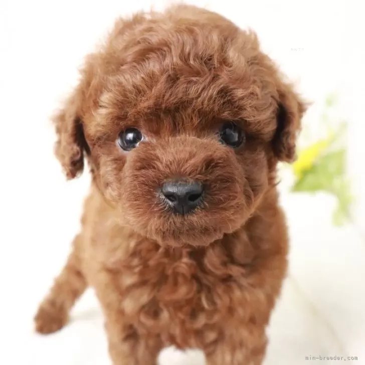 ID:2406-01097の子犬
