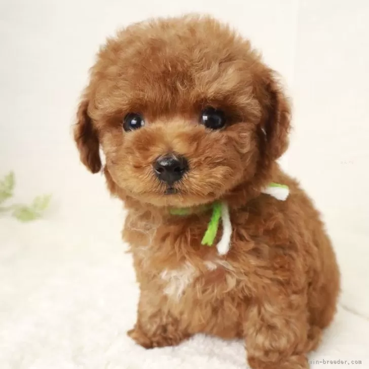 ID:2406-01632の子犬