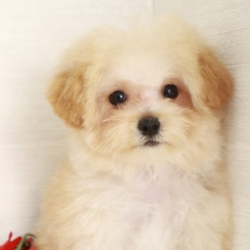 マルプー(マルチーズ×トイプードル)【東京都・女の子・2024年7月20日・アプリコット】の写真「小さめなかわいいティカップサイズの女の子です🌸」