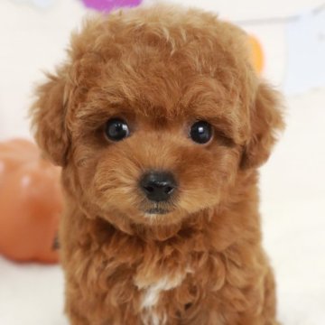 トイプードル(ティーカップ)【東京都・女の子・2024年8月28日・レッド】の写真「小さめなかわいいティカッププードルの女の子です🌸」