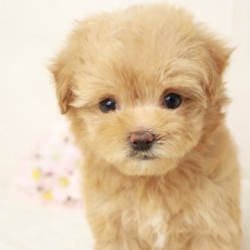 マルプー(マルチーズ×トイプードル)【東京都・女の子・2024年2月17日・アプリコット】の写真「🌸🎉東京でも見学・お迎え可能です🎉🌸」