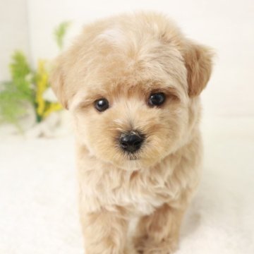 マルプー(マルチーズ×トイプードル)【東京都・男の子・2024年7月4日・アプリコット】の写真「小さめなかわいいマルプーの男の子です🌸」