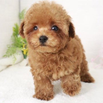 トイプードル(ティーカップ)【東京都・男の子・2024年1月25日・レッド】の写真「小さめなかわいいティカッププードルの男の子です🌸」