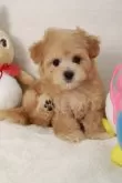マルプー(マルチーズ×トイプードル)【東京都・男の子・2023年12月14日・アプリコット】の写真3