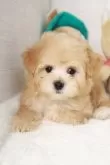 マルプー(マルチーズ×トイプードル)【東京都・男の子・2023年12月14日・アプリコット】の写真4