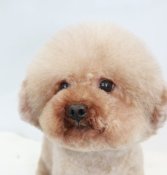 タイニープードル【・男の子・2018年9月10日・レッド】