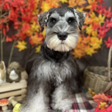 ミニチュアシュナウザー【愛知県・男の子・2025年5月17日・ソルトアンドペッパー】の写真「天真爛漫な可愛い男の子」