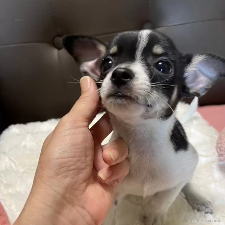 ID：2405-07503の子犬