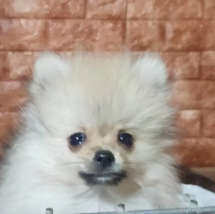 ID：2412-03944の子犬