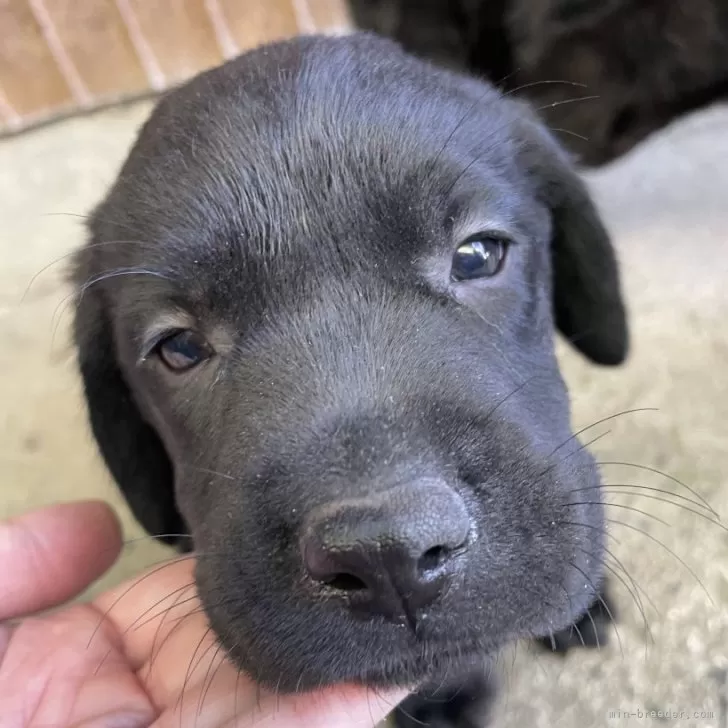 N.K 様のお迎えした子犬
