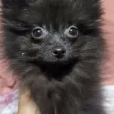 ポメラニアン【愛知県・男の子・2024年9月9日・ブラック】の写真1