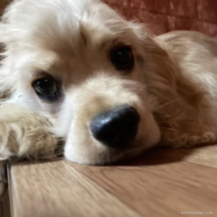 ID：2405-06365の子犬
