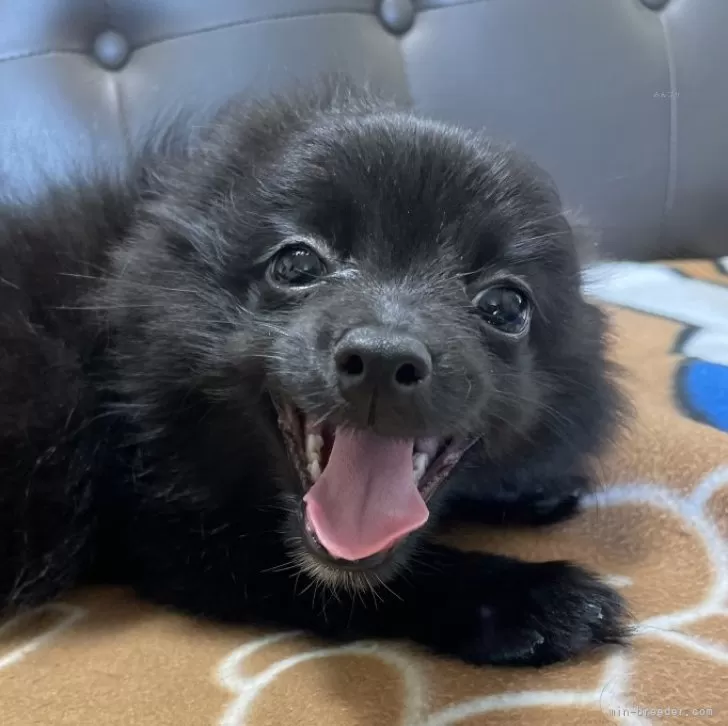 ID:2406-00043の子犬