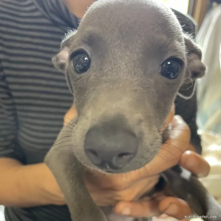 ID：2407-03816の子犬