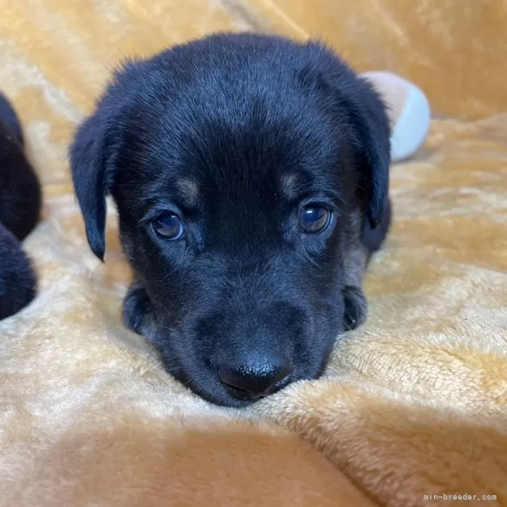 ID:2404-00024の子犬