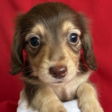 カニンヘンダックスフンド(ロング)【茨城県・男の子・2025年10月8日・チョコイエロー】の写真「透明感のある男の子🩵💛」