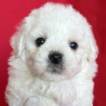 ビションフリーゼ【茨城県・男の子・2025年9月22日・ホワイト】の写真「おっとりさん☀️」