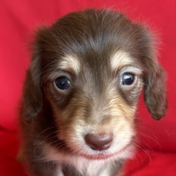 カニンヘンダックスフンド(ロング)【茨城県・男の子・2025年10月8日・チョコイエロー】の写真「透明感のある男の子🩵💛」