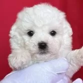 ビションフリーゼ