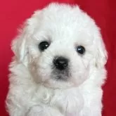 ビションフリーゼ