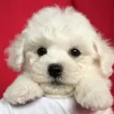 ビションフリーゼ