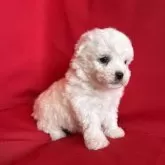 ビションフリーゼ【茨城県・男の子・2025年9月22日・ホワイト】の写真2