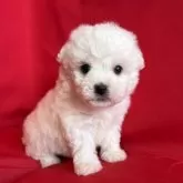 ビションフリーゼ【茨城県・男の子・2025年9月22日・ホワイト】の写真3