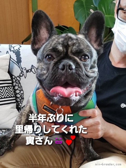 秋吉恵美子ブリーダーのブログ：寅さん里帰り😄🎵