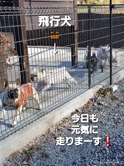 秋吉恵美子ブリーダーのブログ：飛行犬✈️🐾