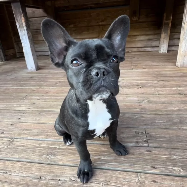 ID:2406-04891の子犬