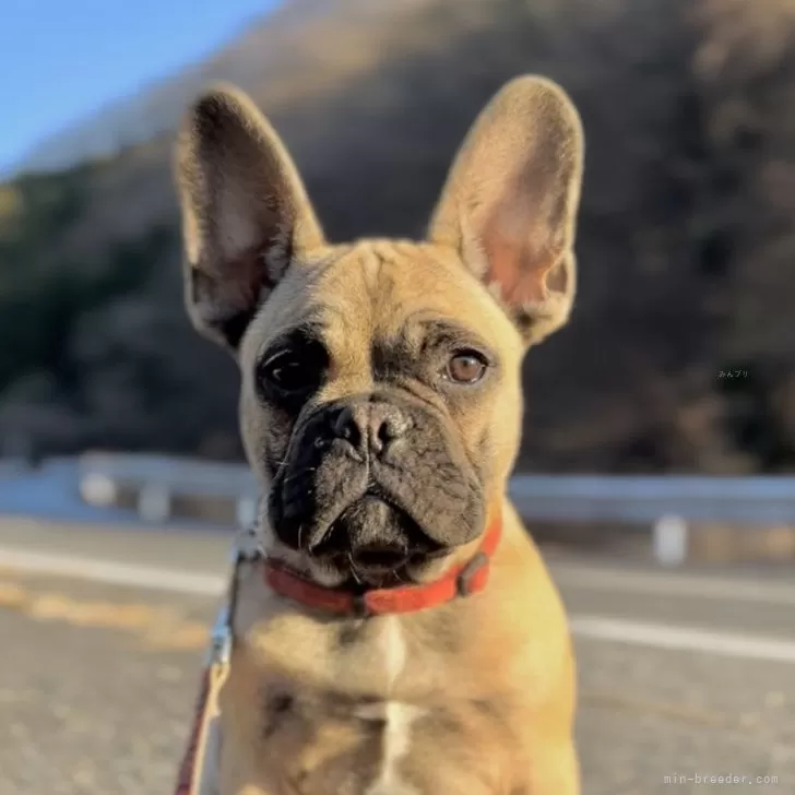 ID:2309-03363の子犬