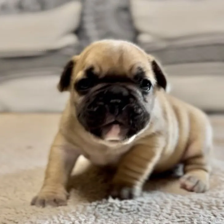 ID：2309-03438の子犬
