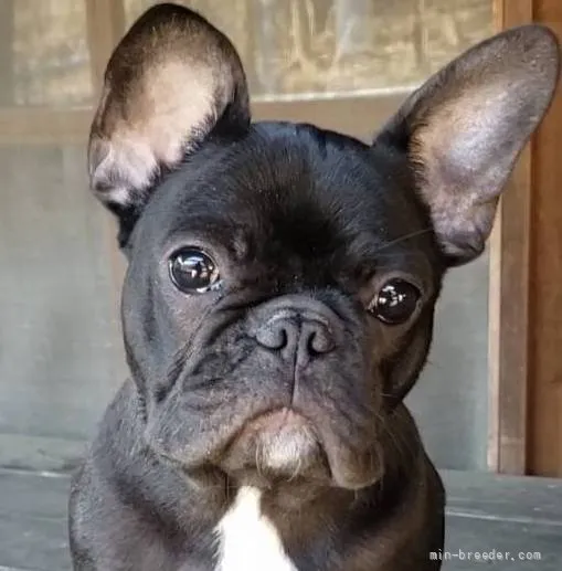 ID:2110-03779の子犬