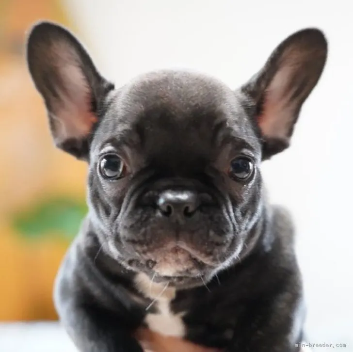 ID:2212-00235の子犬