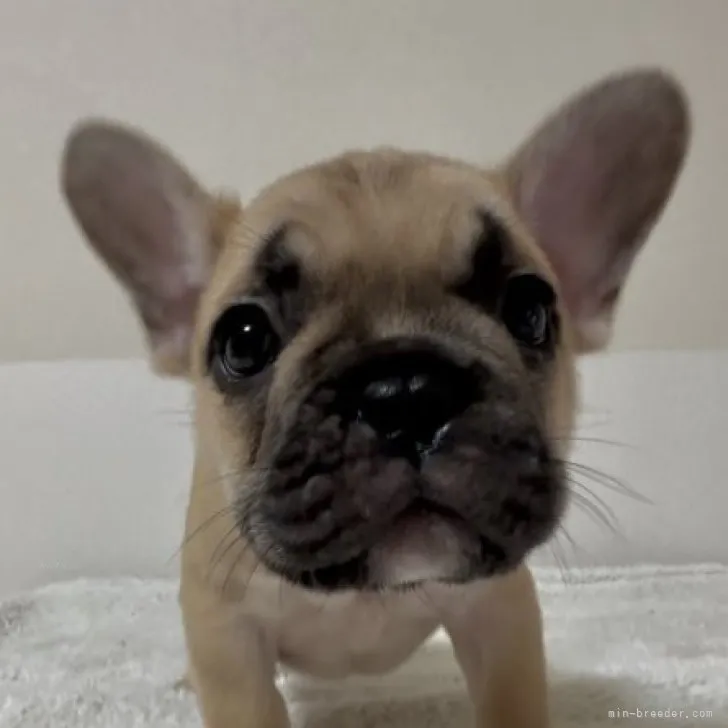 ID:2309-03359の子犬