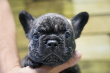 フレンチブルドッグ【栃木県・男の子・2021年6月28日・ブリンドル】の写真「両親小ぶり(共に優良血統)ヨーロッパタイプ」