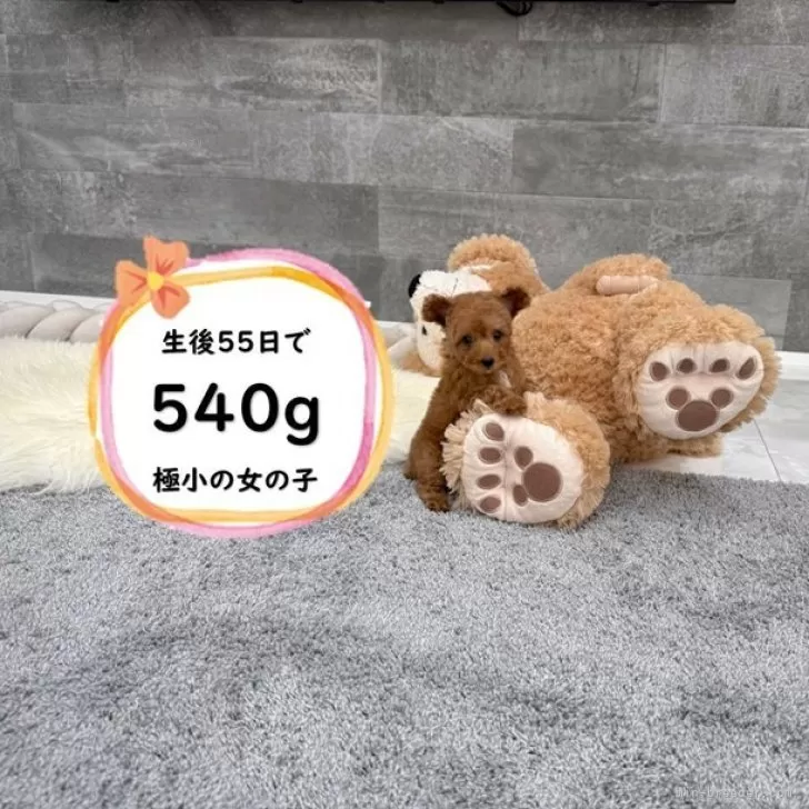 ティーカッププードル【滋賀県・女の子・2025年6月19日・レッドフォーン】の写真1「生後55日で540gの経ち耳が可愛い極小の女の子♡」