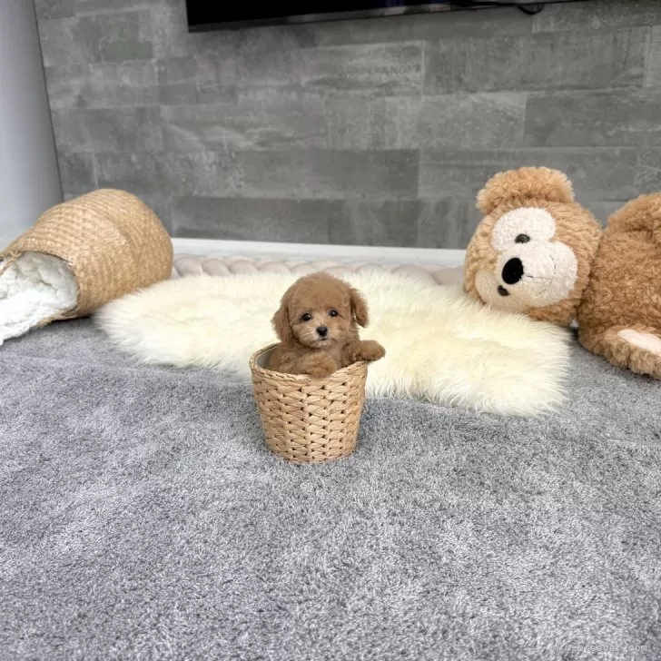 T.I 様のお迎えした子犬