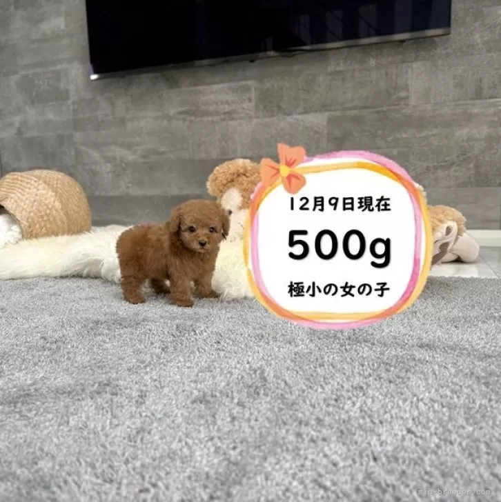 ティーカッププードル【滋賀県・女の子・2025年10月14日・レッド・フォーン】の写真1「12月9日現在、500gの極小の可愛い子♡」
