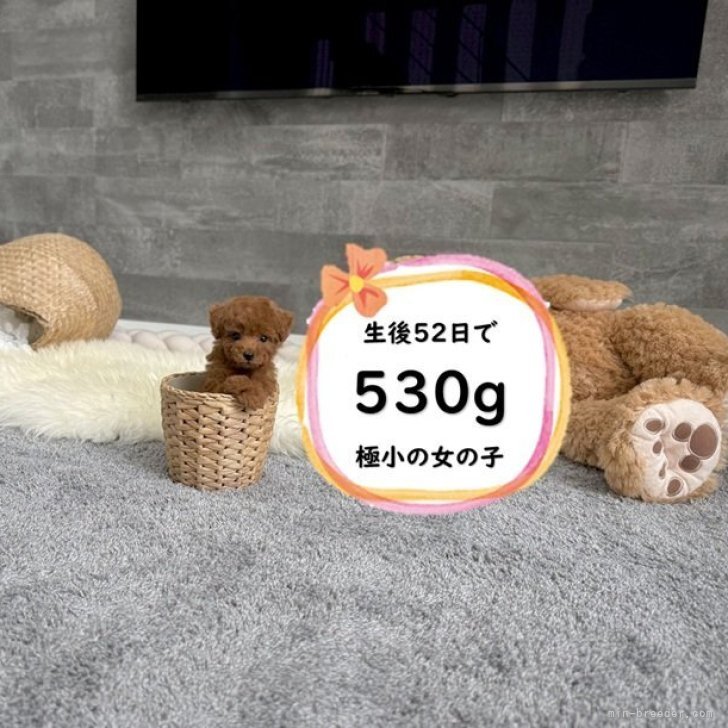 ブリーダー画像
