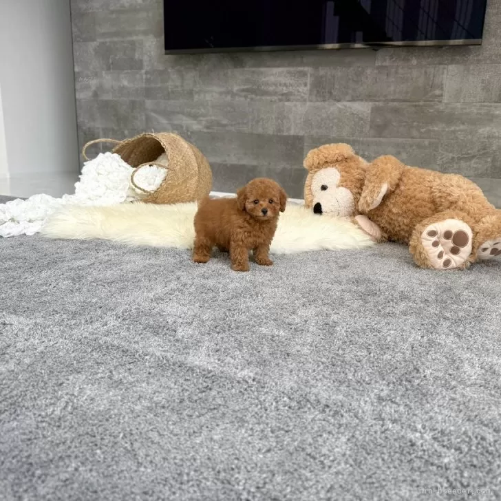 ID：2507-06385の子犬